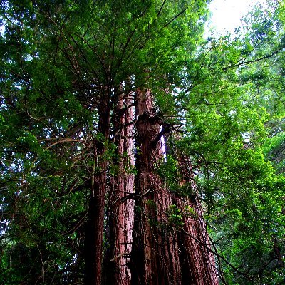 fires_ca's profile picture. Wildfire awareness & resources. We provide access to assistance, best practices, emergency preparedness. Fire updates and media.