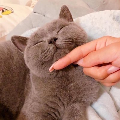 __Oa__sis's profile picture. 🐢🐱/成人済/