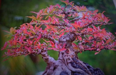 DarmyShiel's profile picture. Gaming is fun to remove tension