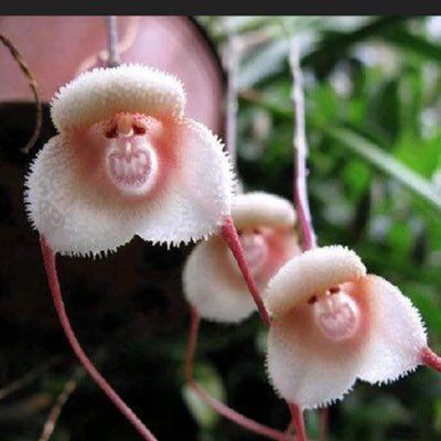 WendyWe95834363's profile picture. Canadian girl at heart, sad to see our great nation so distressed. Western Canadian who doesn’t want to split from Canada. #PPC makes sense but #MythIsCanada