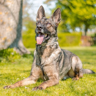 LorbasLumich's profile picture. 🇩🇪