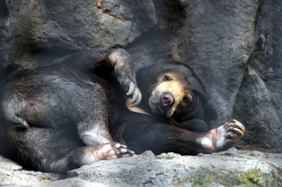 malayanus_bear's profile picture. 집 나갔다 돌아온 말레이곰입니다. 고향으로 돌아가기 위한 또다른 탈출을 꿈꾸고 있습니다.