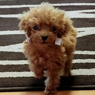 トイプードルのりく お迎えした翌日 可愛い声 可愛すぎてたまりません ティーカッププードル お迎え 翌日 めっちゃ可愛い りく 出会いに感謝 犬好きさんと繋がりたい トイプードルのりく お迎えした翌日 可愛い声 可愛すぎてたまりません ティーカッププードル お迎え 翌日 めっちゃ可愛い りく 出会いに感謝 犬好きさんと繋がりたい