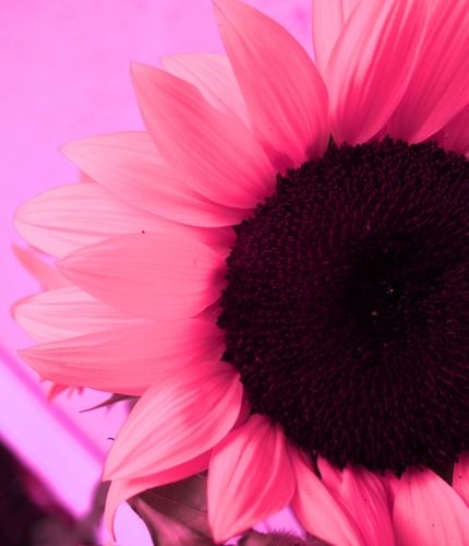 anikomathieson's profile picture. 