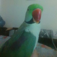Hina Tariq (@dr_hina2013) 's Twitter Profile