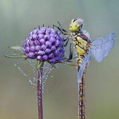 LievenBrekel's profile picture. In a room where
people unanimously maintain
a conspiracy of silence,
one word of truth
sounds like a pistol shot.


Czesław Miłosz