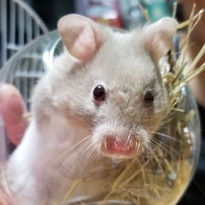 HamsterZu's profile picture. Stand with Hong Kong!!! Flight for Freedom!!! 香港人，絕不放棄💪💪💪