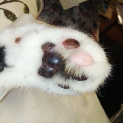 6uD7g96hYMRvUnN's profile picture. スタリラメインでプレイ中。メメモリ（w72）とウマ娘、レスレリアーナのアトリエはちょびっとだけ。