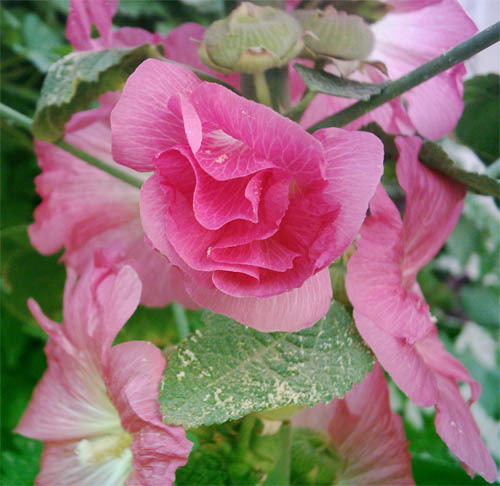 anwarowais10's profile picture. hello evey boy , i am a simpel doctor, i live in pakistan this time,