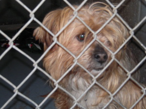 Doomed Dogs Rescue Club on Facebook http://t.co/o8memT1qx3 donates to help rescues save dogs in kill shelters