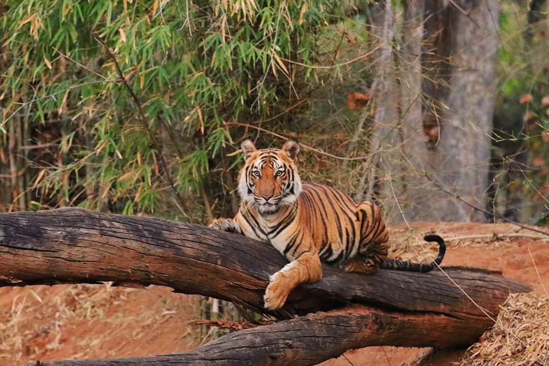 Bandhavgarh National Park is in the central Indian state of Madhya Pradesh.
This biodiverse park is known for its large population of royal Bengal tigers,