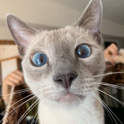 Fierte On Twitter 私が座る椅子の下 娘のセーターをリサイクルしてハンモックの様にテキトーに結んでみたら なぜか一番よく寛いでいる 嬉しいような悲しいような 猫 猫お気に入り 猫ハンモック