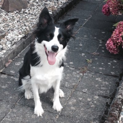 Penny - Moseldog, liebt die Mosel - #bürohund der Menschma bei @moselwal Menschpa @Carstix03 #bordercollie #faulsterborderderwelt #penny