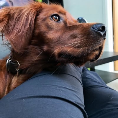 Husband, Father, Runner, Cyclist, Pedestrian, Animal lover, Engineer,Plays Guitar. used to do Submarine stuff, EV enthusiast, Expect Typo’s -Be kind to Animals