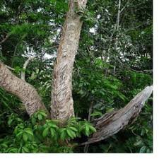 Tataru24317036's profile picture. We are timber seller and rose 🌹 woods looking for foregin  buyers of rosewood. contact info: tataruovidio@gmail.com.