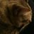 wampoh's profile image