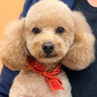 プーとオヤジになった僕 (@oyajininatta) 's Twitter Profile Photo プーとオヤジになった僕 (@oyajininatta) 's Twitter Profile Photo