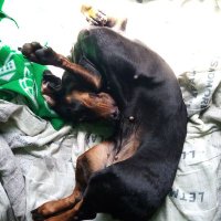 Pootchie (@pootchie3) 's Twitter Profile