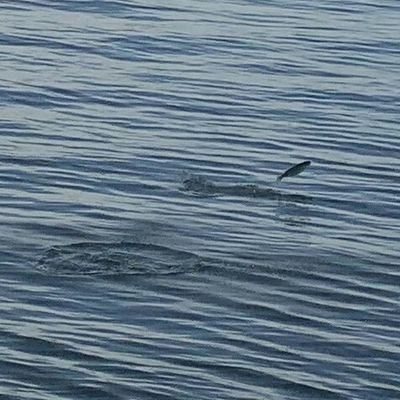 tturubttu's profile picture. 