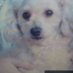 Jessi (hoom) (rip Buddy, BubbaDawg and Clover!) (@jessiro74287511) Twitter profile photo Jessi (hoom) (rip Buddy, BubbaDawg and Clover!) (@jessiro74287511) Twitter profile photo