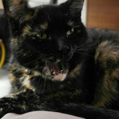 🏴Cat & Dog mama🐾C-PTSD🙃HBV/DV/FM survivor🌟Feminist warrior🌻Failed trainee IDVA seeking next feminist opportunity👀Recent ADHD& Autism diagnosis