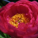 Shari Clevenger - @seasideartist - Twitter