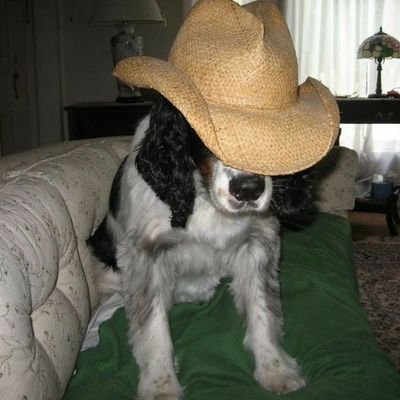 sirsassalot's profile picture. Confessional Lutheran. #AngloSaxon  Follower of Russell Kirk & William F. Buckley jr. 
 #MAGA    #LiberaNosATyrannis #DiabetesKills 🏋️‍♂️