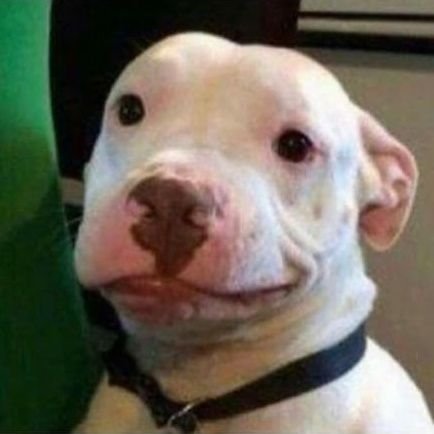 DogMother9's profile picture. a woke dog and his mom | puppies | kitties | Bernie | praying for an opposition in India