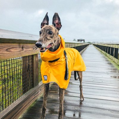 💨 Retired Racing Greyhound 🐕 Certified Therapy Dog 🐾 Very Gud Boi 📍 Charleston, SC