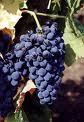 Psychology, Change conflicts, Import Sales  Biodynamic & biological Wine, T'ai Chi,