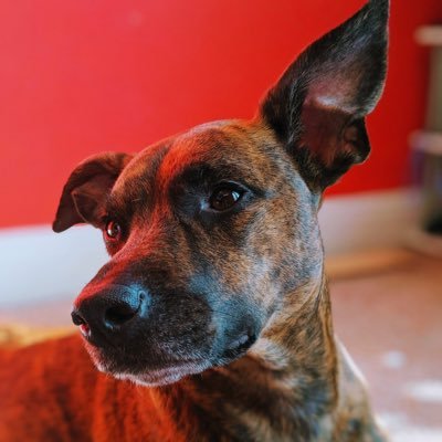 lol woof. pup of @jessbubger and @chilledchaos *Not affiliated with ChilledChaos, Jess or Rex at all* *Fan/Parody account*