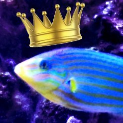 (Reef hiatus) ✨ EPIC FISHPOSTING CENTRAL ✨ 💙🐠🦐 main acct: https://t.co/N6YAnZsTyI