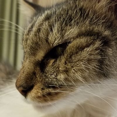 mom,wife, grandma cat and dog lover, earth lover🚫dms🚫will not dm # resist