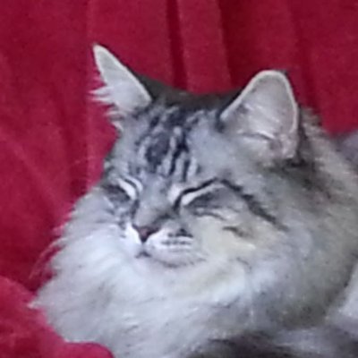 Reader. Gamer. Maine Coon Cat wrangler. Software engineer. Zen practitioner. @mithriltabby@wandering.shop @mithriltabby@dice.camp 🌈😺 he/him