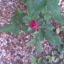 Beth Chappell - @bluesapphire922 - Twitter