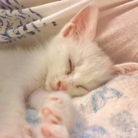 お陰/ありがた屋 (@okage_arigataya) 's Twitter Profile Photo お陰/ありがた屋 (@okage_arigataya) 's Twitter Profile Photo