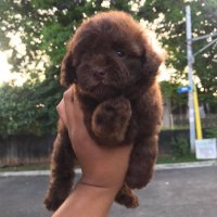 Nemesis (@lloydletran1) 's Twitter Profile
