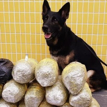 ChapadoPastor's profile picture. Olá, eu sou o lopinho do proerd, crianças não se droguem