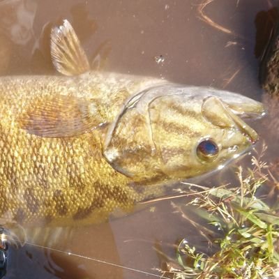 福島県会津で渓流、本流、鮎、何から何まで釣りが好きなおバカな高校生です。
釣り場で会ったらほんのけつ1蹴りかましてください。フォロバ100%気軽に絡んで行きます。
Newインスタ↓

Instagram  https://t.co/x9Vaf6MQYm