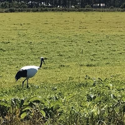 NatsumiTech's profile picture. 現在プログラミングスクールのtech_expertに通っています。近況など呟いています。#駆け出しエンジニアと繋がりたい　#プログラミング初心者