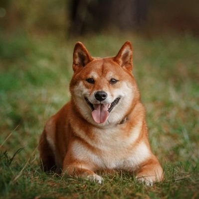 mecool61291579's profile picture. Enough attention is enough to be special.