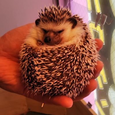 kenbule's profile picture. 天鳳光速卓ハマり中 
四麻光速のみ 中チェN 四段