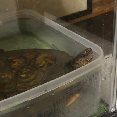 DGwnyXLWF6RKMt5's profile picture. 爬虫類両生類昆虫が好きな20代の会社員です。飼ってるペット達の事を呟きます！仲良くしてください😄！