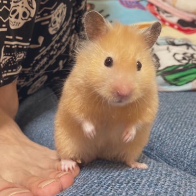 sugarvv3's profile picture. 