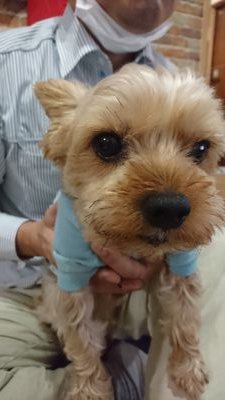 cocotan0619's profile picture. 🐕が好きです‼️