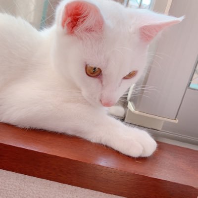 みなさま、こんにちは！ 白ねこまかろん(2019/4/1生まれ、元保護猫、♂)と、飼い主の姉妹です。 今後いっぱい、可愛いまかろんの画像や動画をアップしていきます！ いいね・フォローをぜひよろしくお願いします♪