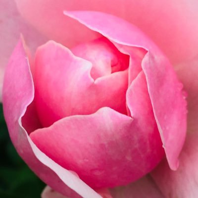 lisass771's profile picture. 