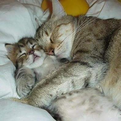 truthmystix's profile picture. Mystical creature with a love of cats