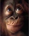 Just another repairchimp.