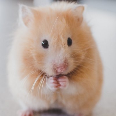 wtfSorni's profile picture. 